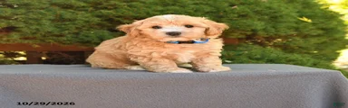 Bobby