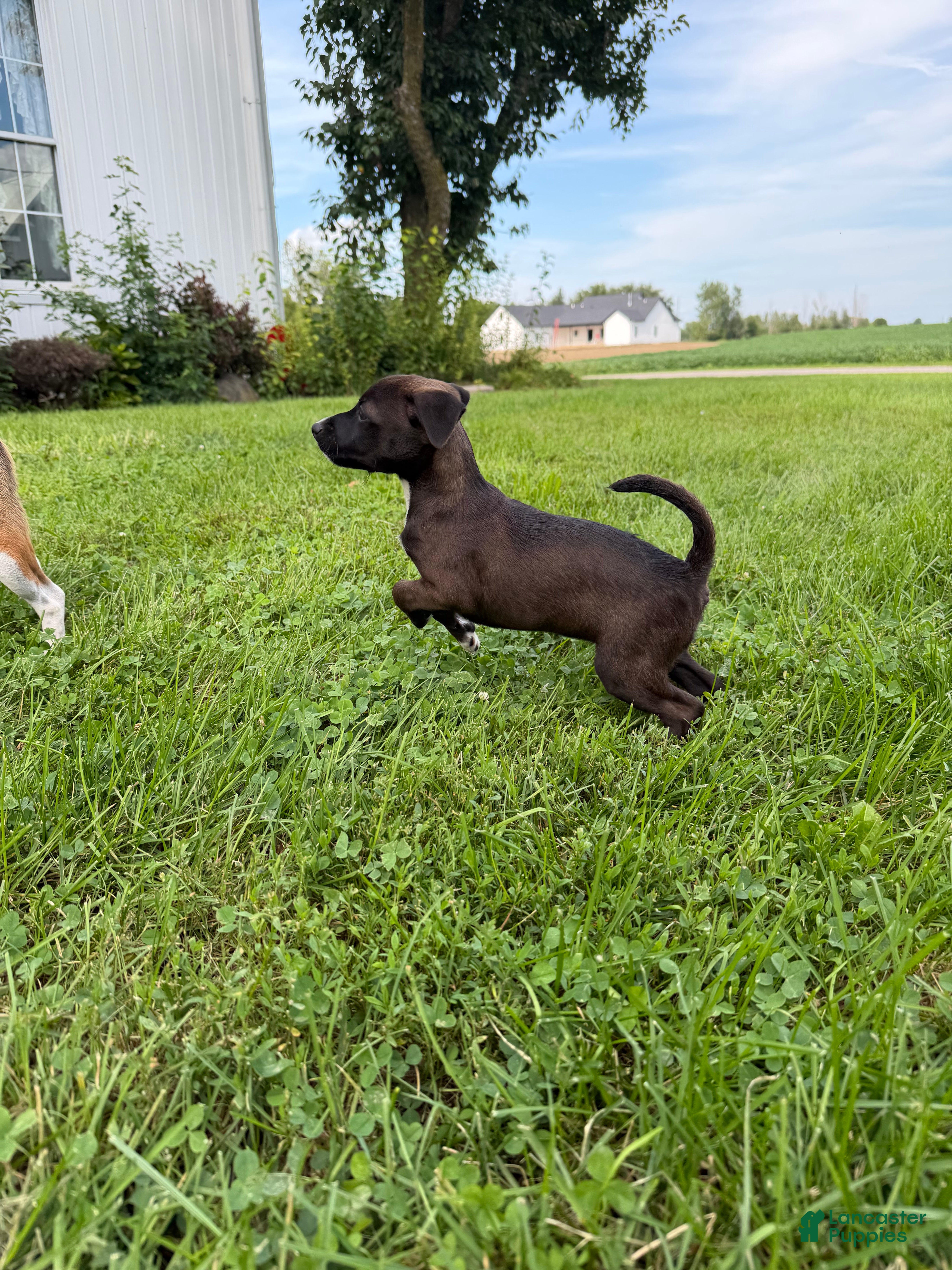 Mixed Breed dogs Chicky nug  - Ad 2
