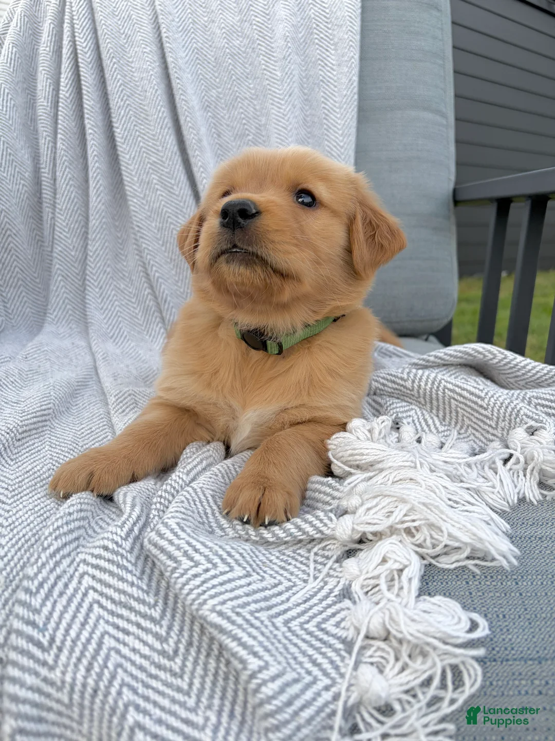 Golden Retriever dogs for sale: Rainier (dk green collar) - Ad 1