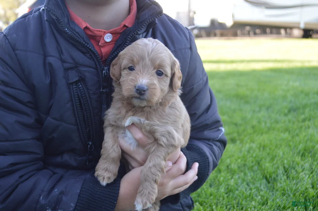 Mini Goldendoodle dogs for sale: Mimi - Ad 1