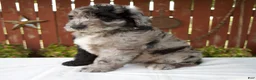 Giant Schnoodle dogs for sale: Micah - Ad 2