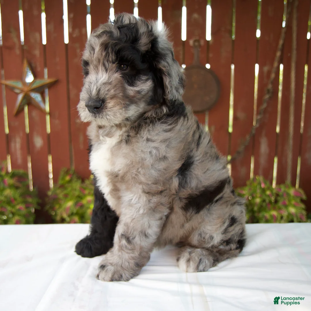 Giant Schnoodle dogs for sale: Micah - Ad 2