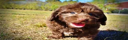 Havapoo dogs for sale: Pringles - Ad 18