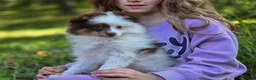 Pomeranian dogs for sale: Kibbles Pomeranian  - Ad 4