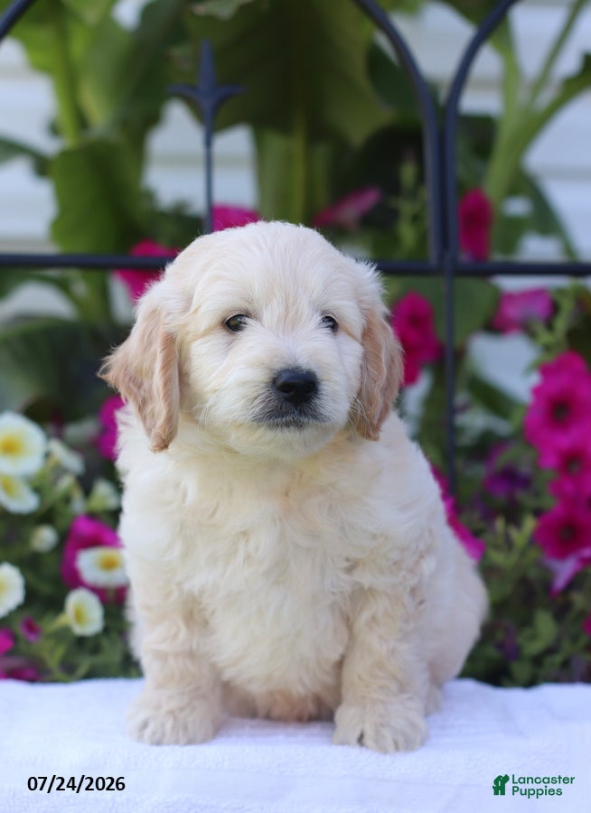 Mini Goldendoodle dogs Jared - Ad 2