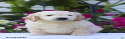 Mini Goldendoodle dogs for sale: Jared - Ad 2