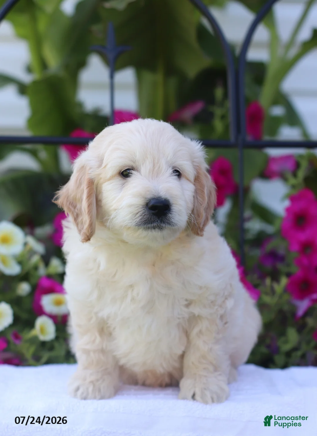 Mini Goldendoodle dogs for sale: Jared - Ad 2