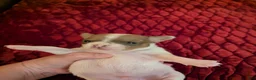 Chihuahua dogs for sale: Damon - Ad 4