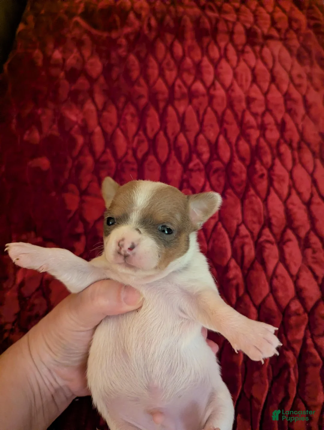 Chihuahua dogs for sale: Damon - Ad 4