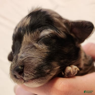 Mini Aussiedoodle dogs for sale: Pixie_Female Blue Merle Mini-Aussiedoodle - Ad 3