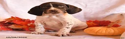German Shorthaired Pointer dogs for sale: Colt - Ad 3