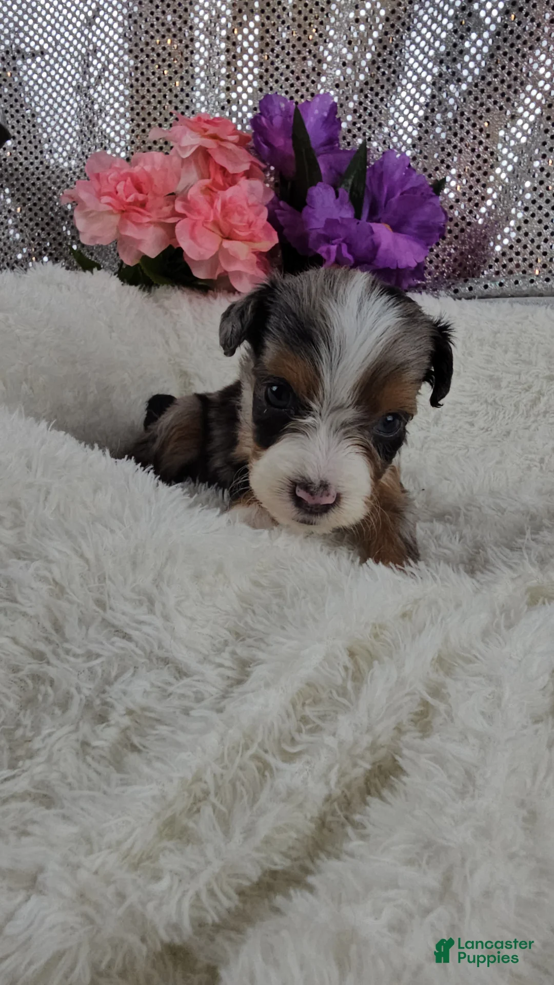 Mini Aussiedoodle dogs for sale: Indigo - Ad 2