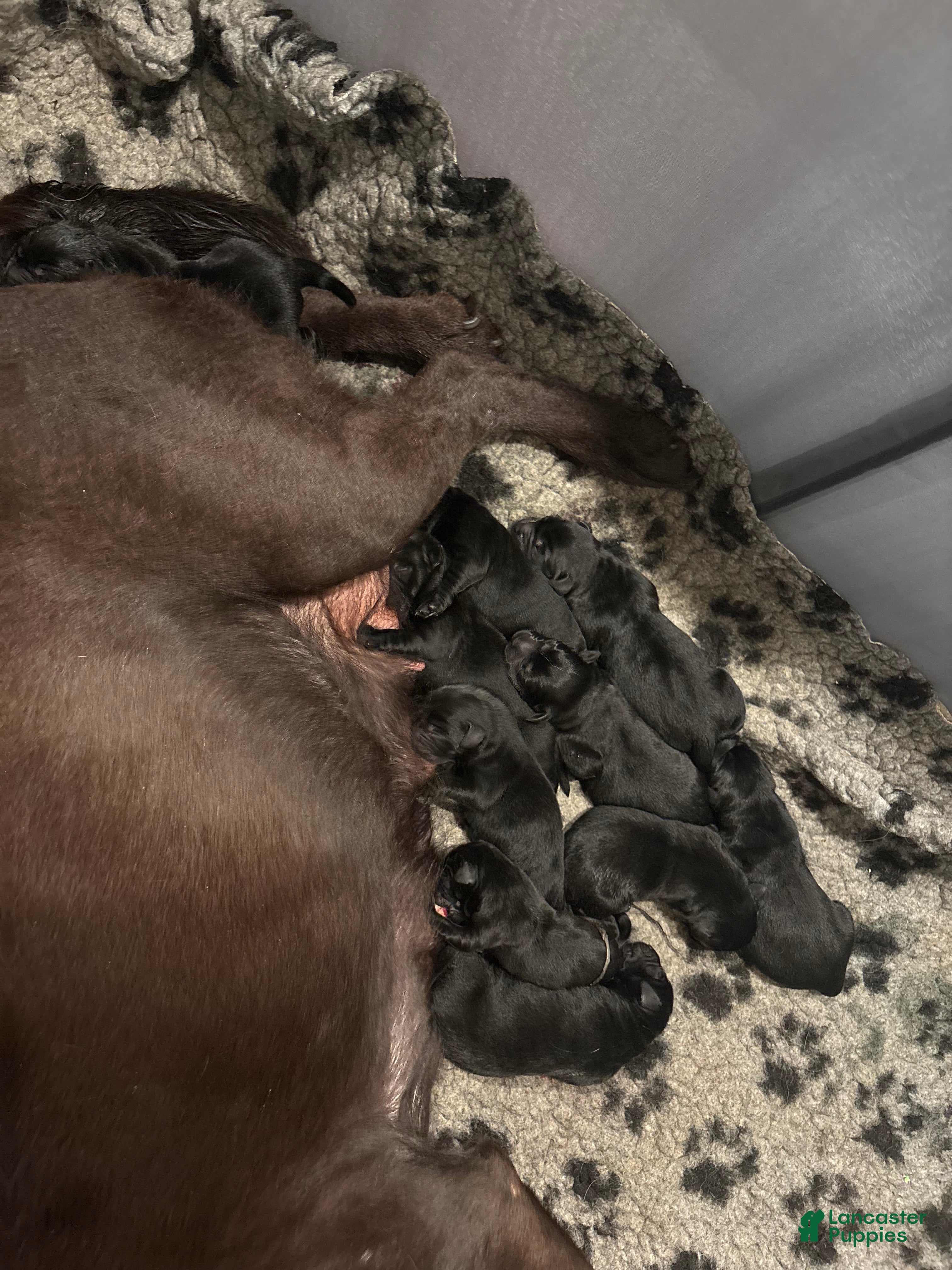 Labrador Retriever dogs Labrador Retriever Puppy 9 - Ad 12