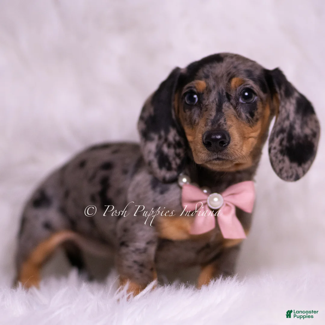 Miniature Dachshund dogs for sale: Summer - Ad 2