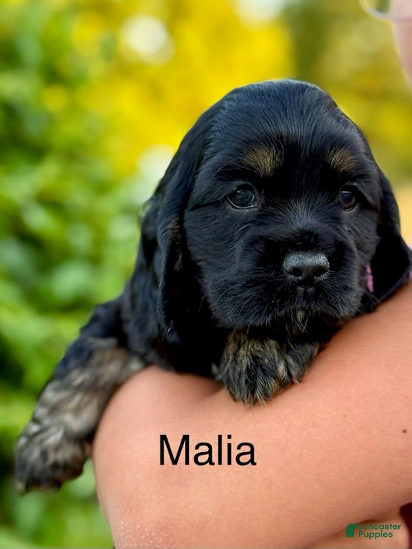 Cocker Spaniel dogs Malia - Ad 12