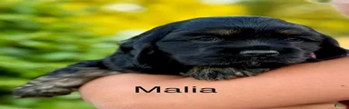 Malia