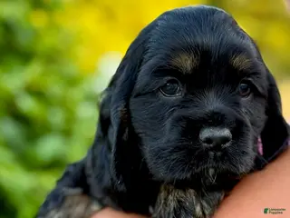 Cocker Spaniel dogs Malia - Ad 12