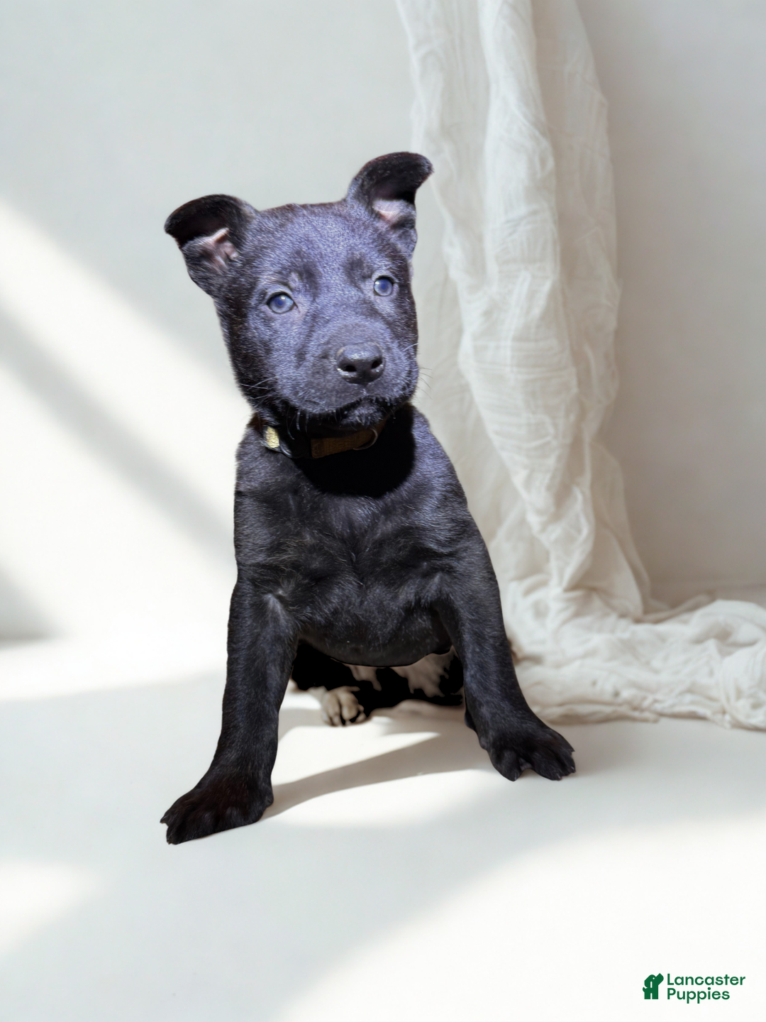 Mixed Breed dogs for sale: Yellow Collar - Female Brindle - Ad 1