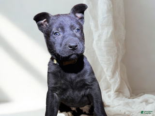 Mixed Breed dogs Yellow Collar - Female Brindle - Ad 6