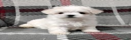Maltese dogs for sale: Dana - Ad 6