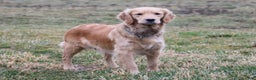 Golden Retriever dogs for sale: Duke - Ad 6