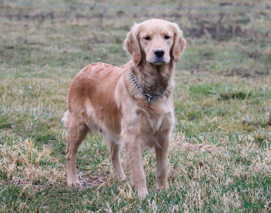 Golden Retriever dogs for sale: Duke - Ad 6