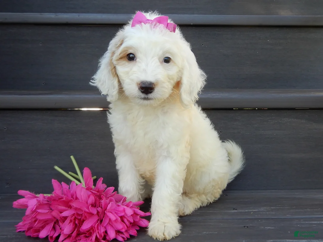 Mini Goldendoodle dogs for sale: Daisy (medium) - Ad 1