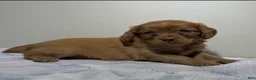 Cavapoo dogs for sale: Rudy Cavapoo  - Ad 4