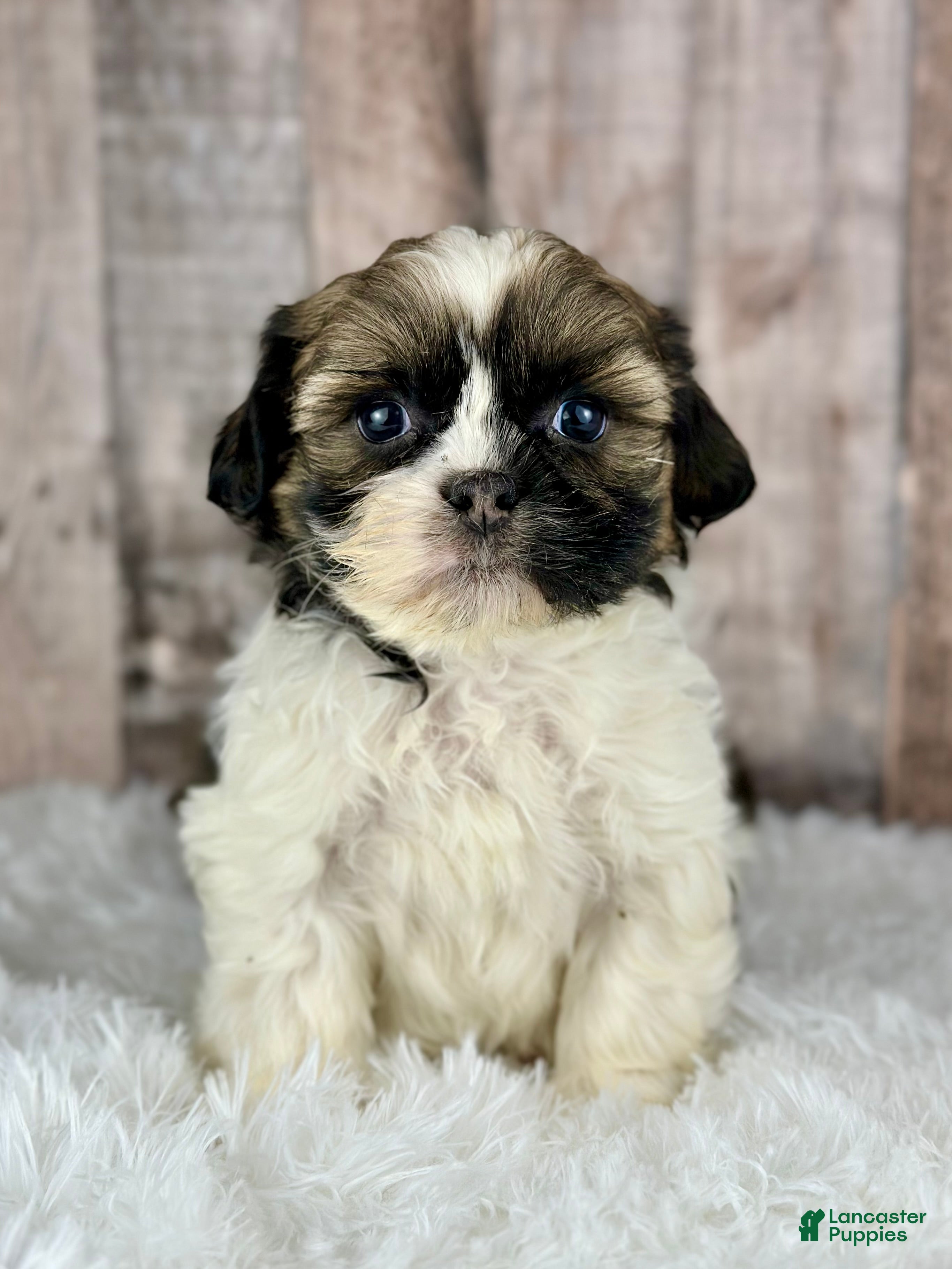 Shih Tzu dogs Boy Kai - 8932 - Ad 7