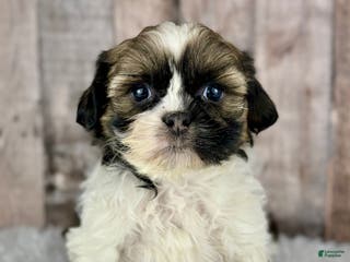 Shih Tzu dogs Boy Kai - 8932 - Ad 26