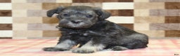 Miniature Schnauzer dogs for sale: Stella - Ad 4