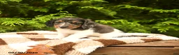 Miniature Dachshund dogs for sale: Gus - Ad 3
