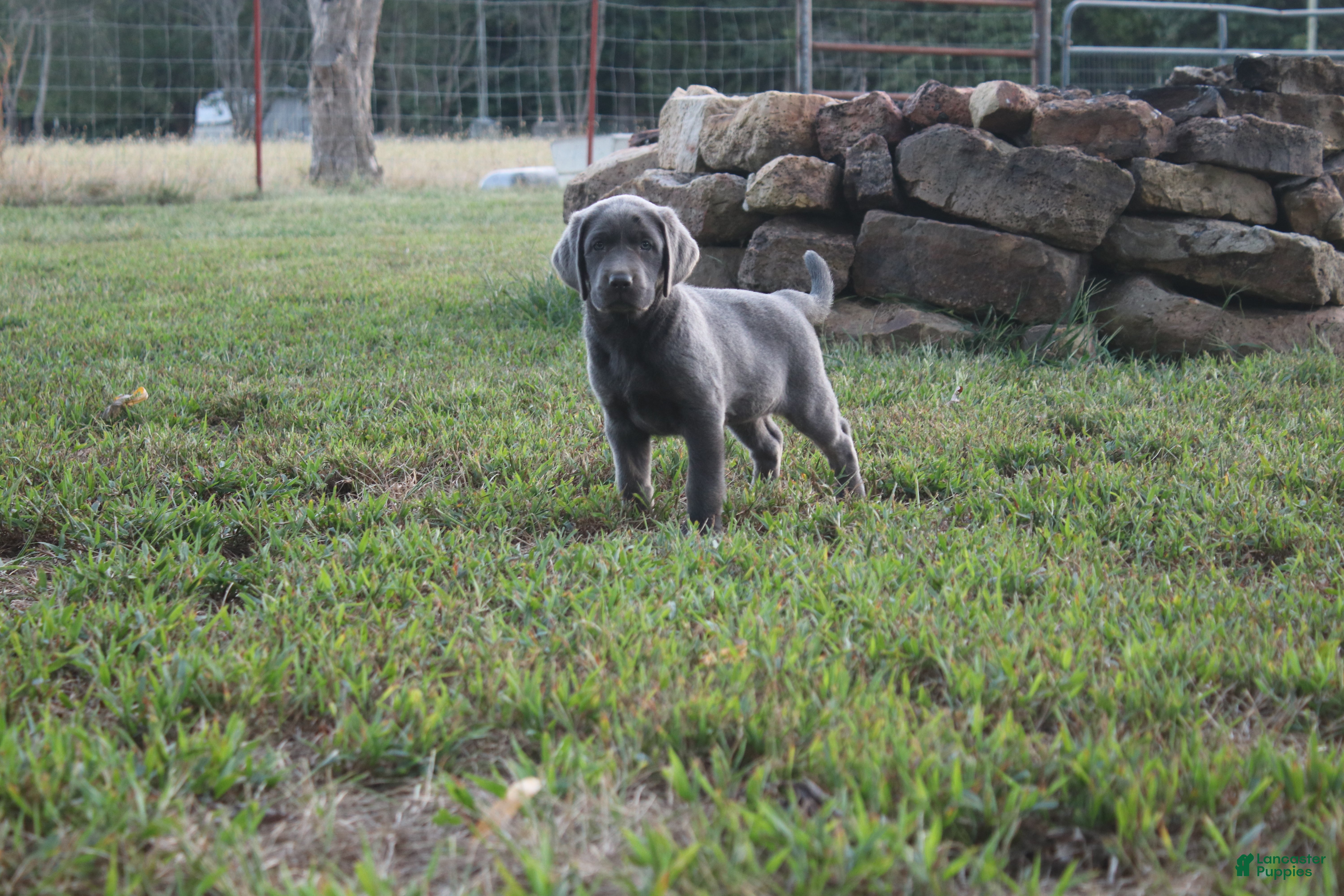 Labrador Retriever dogs Wren - Ad 21