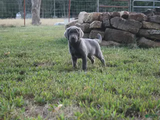 Labrador Retriever dogs Wren - Ad 21