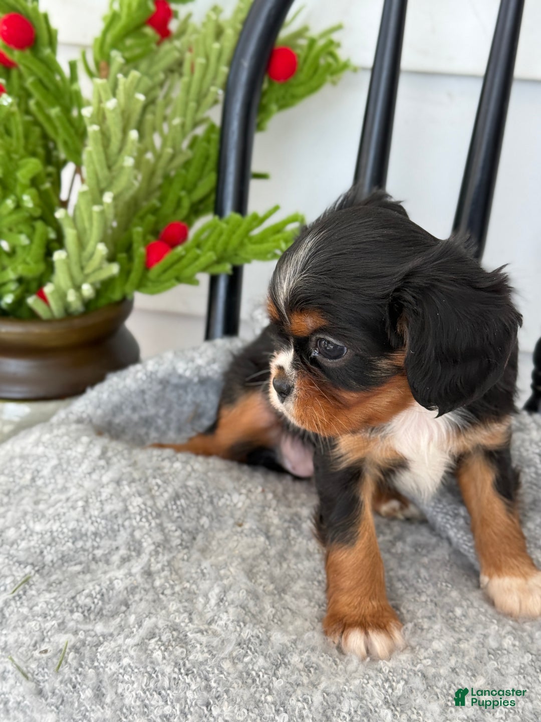 Cavalier King Charles Spaniel dogs for sale: Winifred - Ad 6