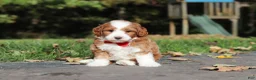 Cavapoo dogs for sale: Myles - Ad 5