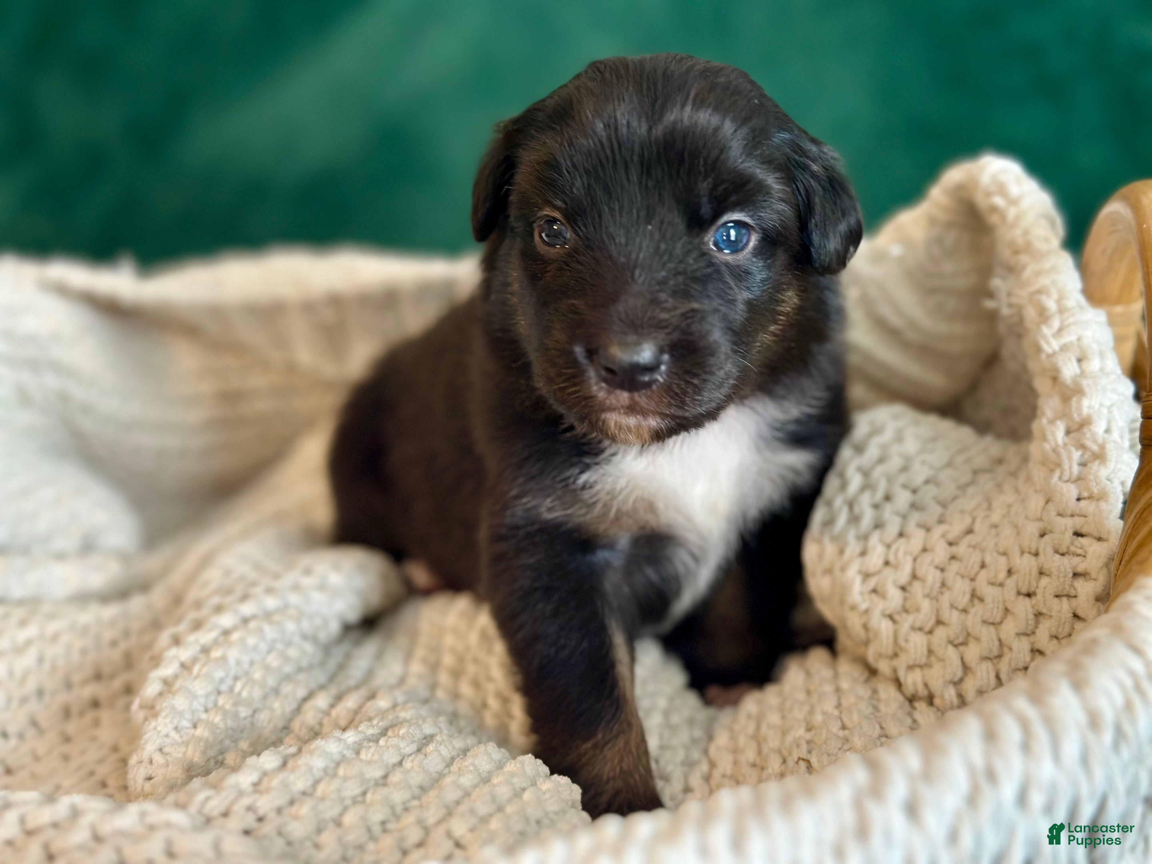 Australian Shepherd dogs Black Tri Female (Violet) - Ad 18