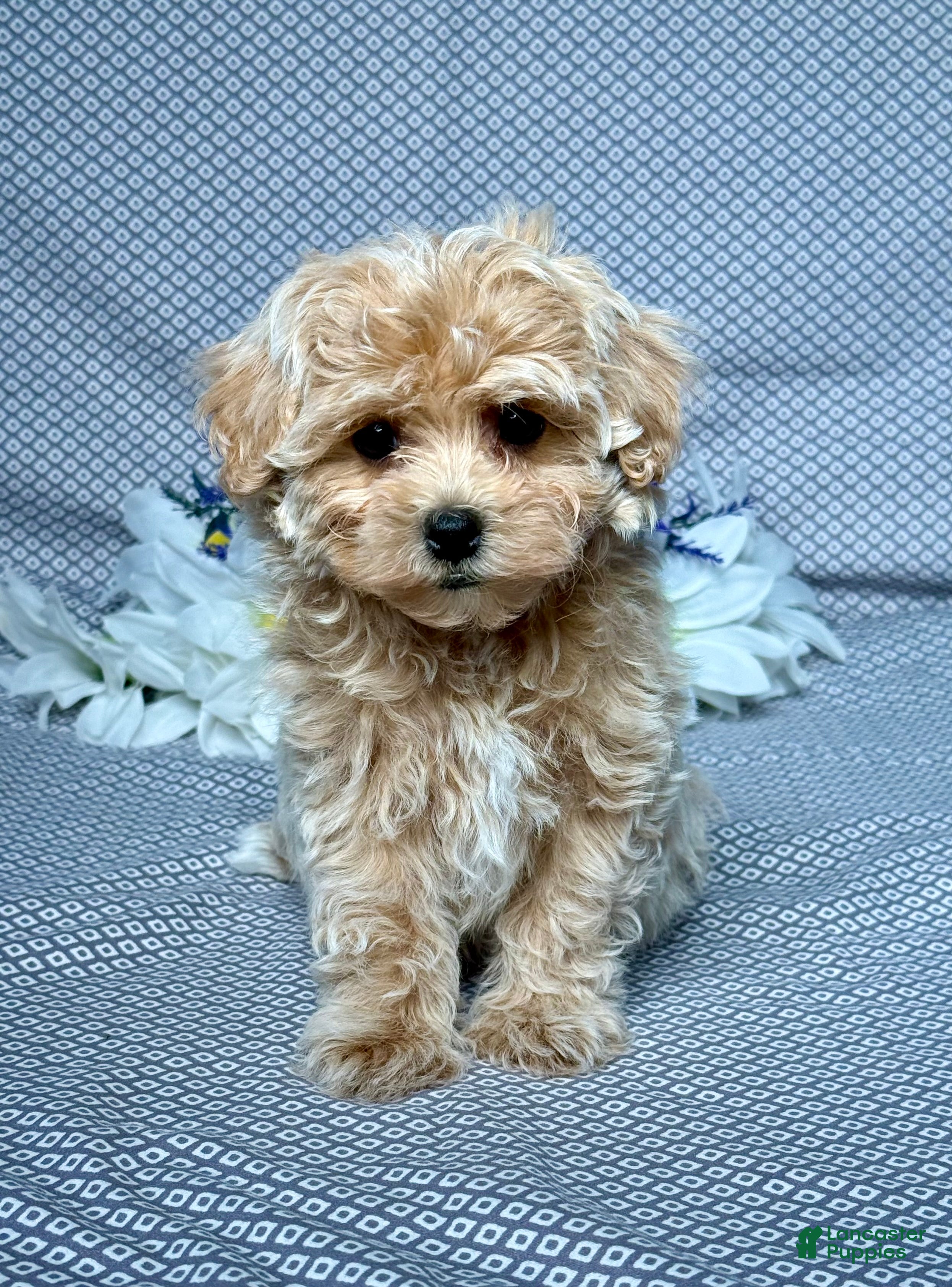 Maltipoo dogs Debbie - Ad 1