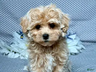 Maltipoo dogs for sale: Debbie - Ad 3