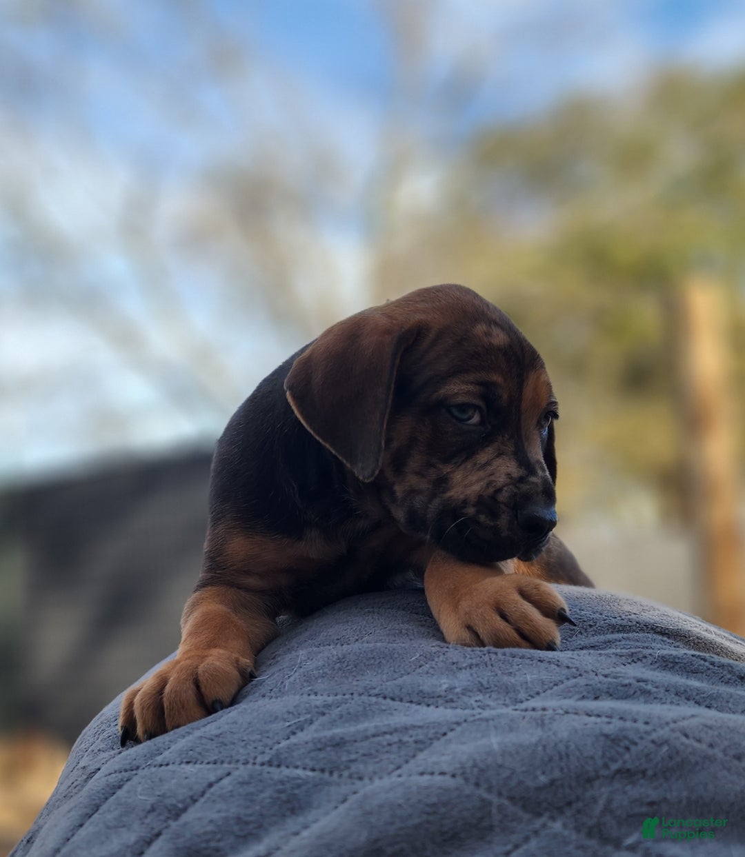 Catahoula Leopard Dog dogs for sale: Tala 2025 Male 2 - Ad 19