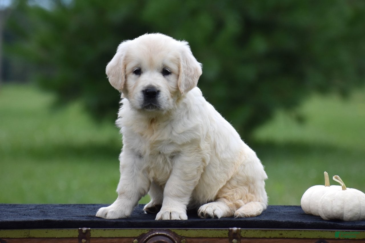 Golden Retriever dogs Destiny - Ad 2