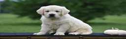 Golden Retriever dogs for sale: Destiny - Ad 2