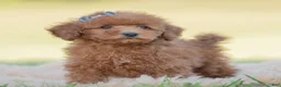 Toy Poodle dogs for sale: Numbby - Ad 5