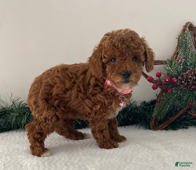 Toy Poodle dogs Ruby - Ad 12