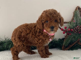 Toy Poodle dogs Ruby - Ad 26