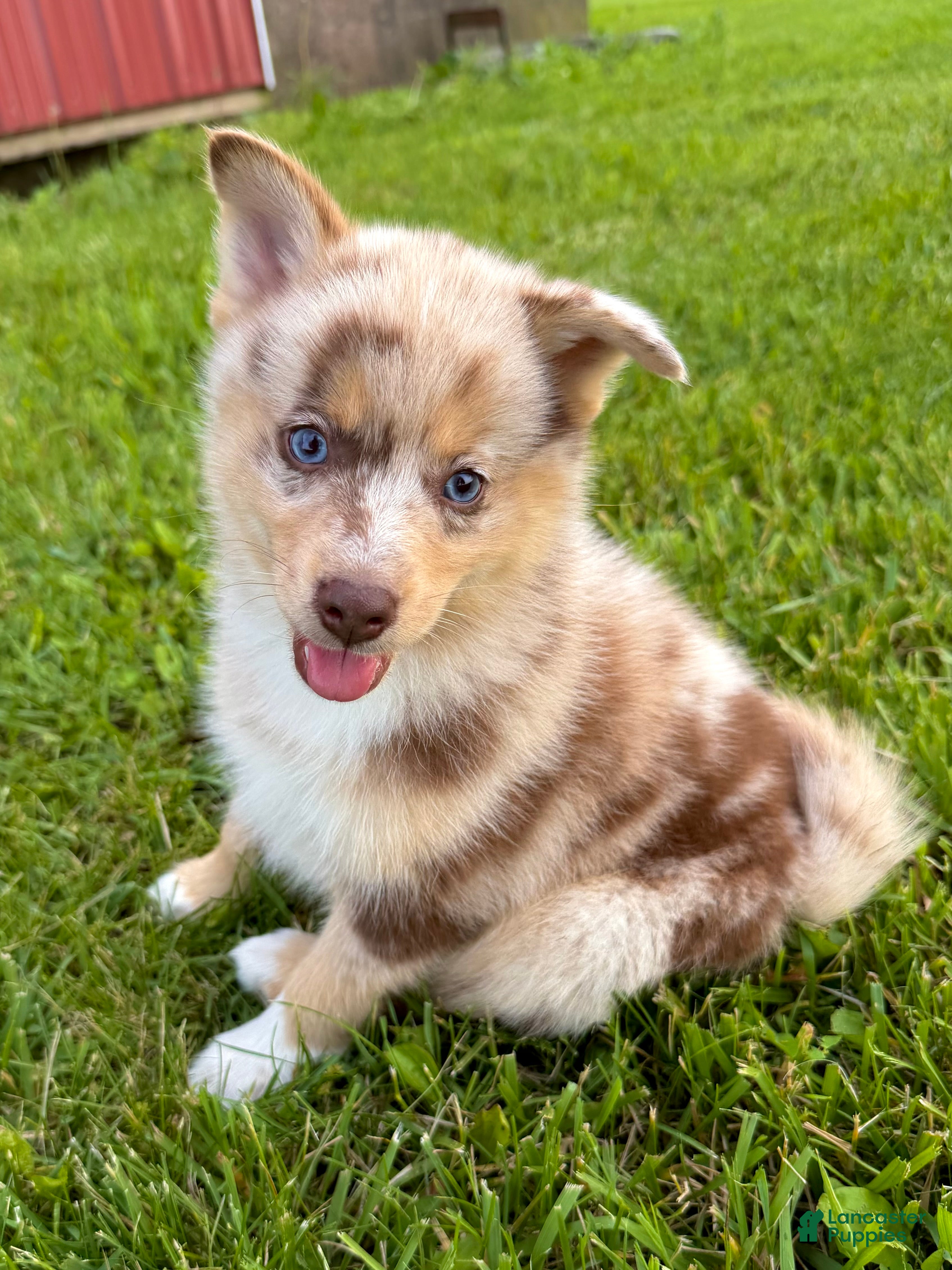 Pomsky dogs Leo - Ad 1