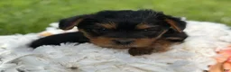 Yorkshire Terrier dogs for sale: Mocha - Ad 11
