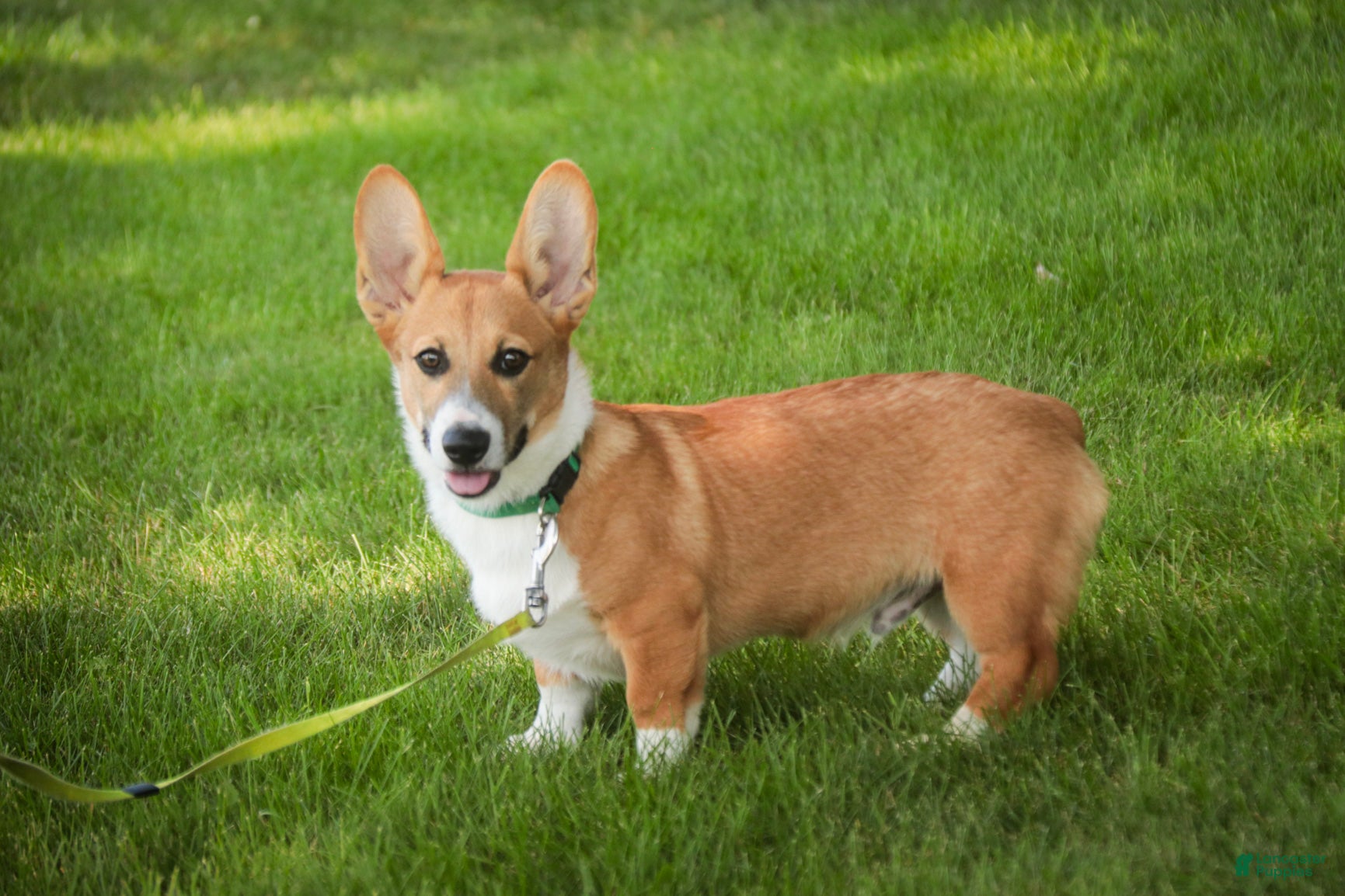 Welsh Corgi Pembroke dogs Ripley - Ad 2