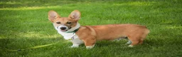 Welsh Corgi Pembroke dogs for sale: Ripley - Ad 2