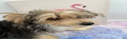 Morkie dogs for sale: Aspen - Ad 6